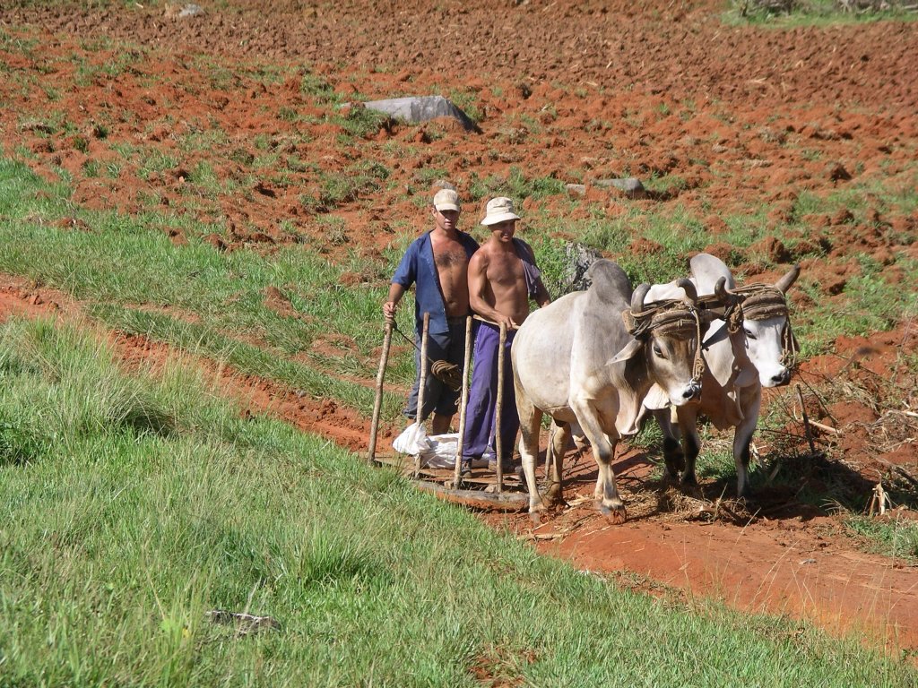 Die zwei Bauer sind mit ihrer radlosen Transportkutsche (vulgo: Transportschlitten) in der fruchtbaren Ebene von Vinales unterwegs.
Da der rote Boden hier weich und schwer ist, drfte dies hierfr besser sein, als ein Rderwagen der einsinkt.  
Vinales, Kuba.
09-2003