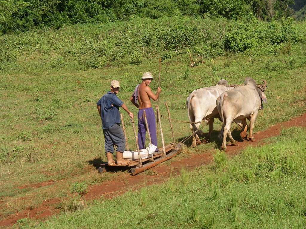 Die zwei Bauer sind mit ihrer radlosen Transportkutsche (vulgo: Transportschlitten) in der fruchtbaren Ebene von Vinales unterwegs. Da der rote Boden hier weich und schwer ist, drfte dies hierfr besser sein, als ein Rderwagen der einsinkt. Vinales, Kuba. 09-2003

