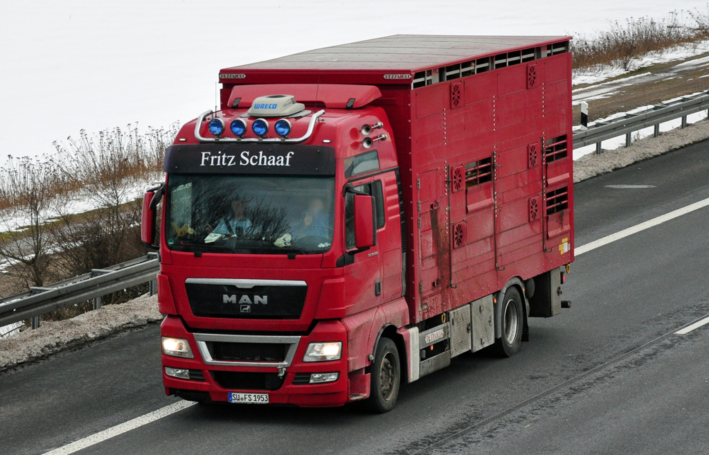 MAN Viehtransporter  Fritz Schaaf , A61 bei Miel 03.01.2011