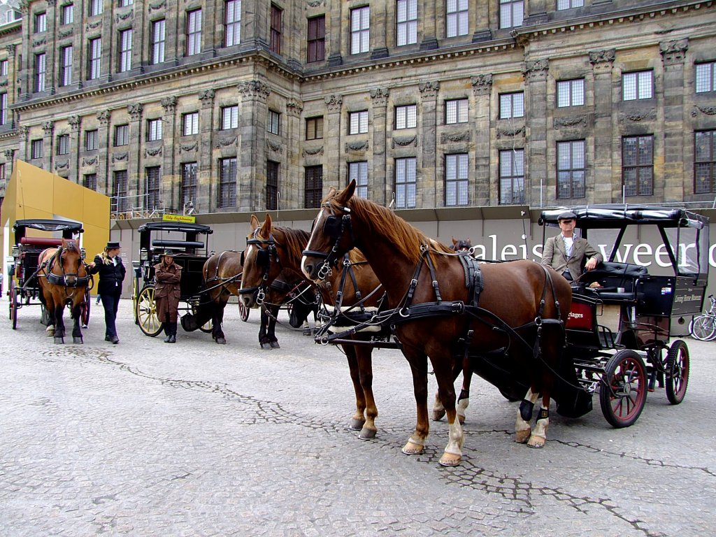 Pferdekutschen warten am Amsterdamer Kopfsteinpflaster auf die nchsten Rundfahrten; 110904