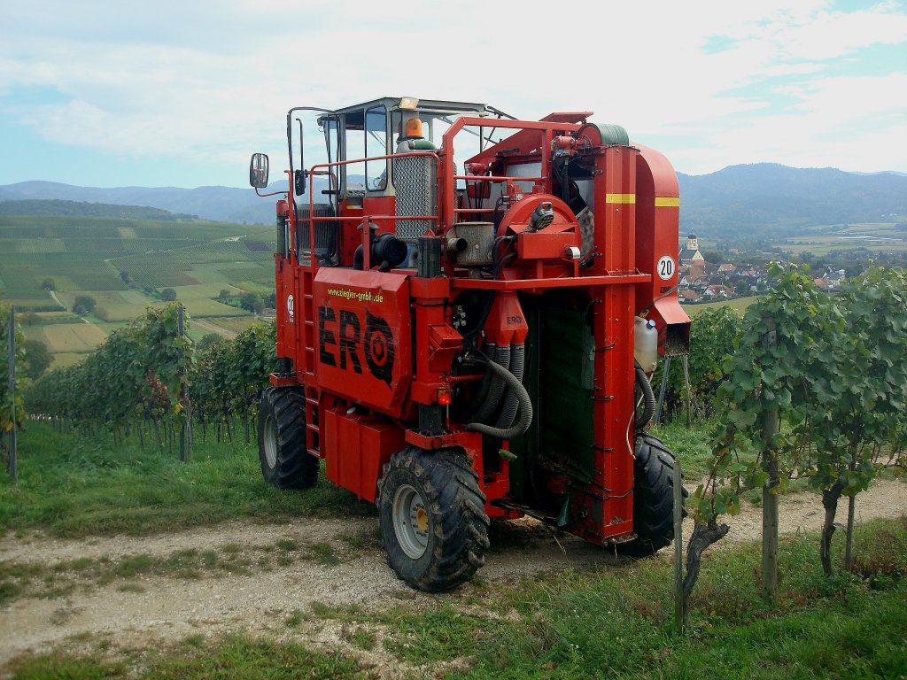 Traubenvollerntemaschine ERO fhrt eine neue Reihe an, die reifen Trauben werden abgeschttelt und in Behltern gesammelt, gesehen bei der Ernte im Markgrflerland, 
Okt.2010
