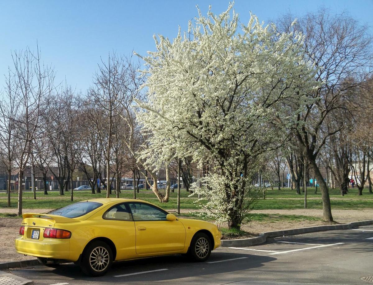 Rückansicht: Toyota Celica in gelb (23.03.2019, Budapest)