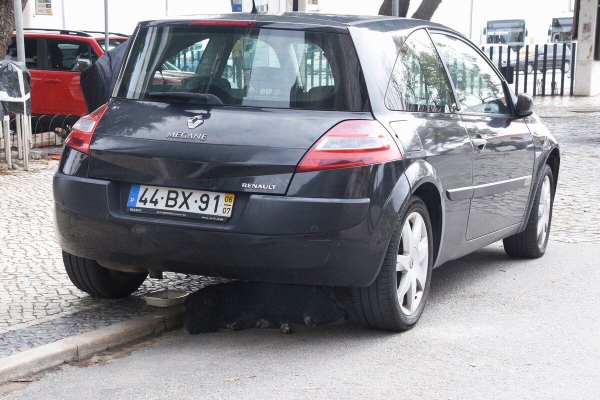 unter diesem Renault Mégane lässt es sich gut leben, denkt der Hund (Faro/Portugal, 12.03.2022)