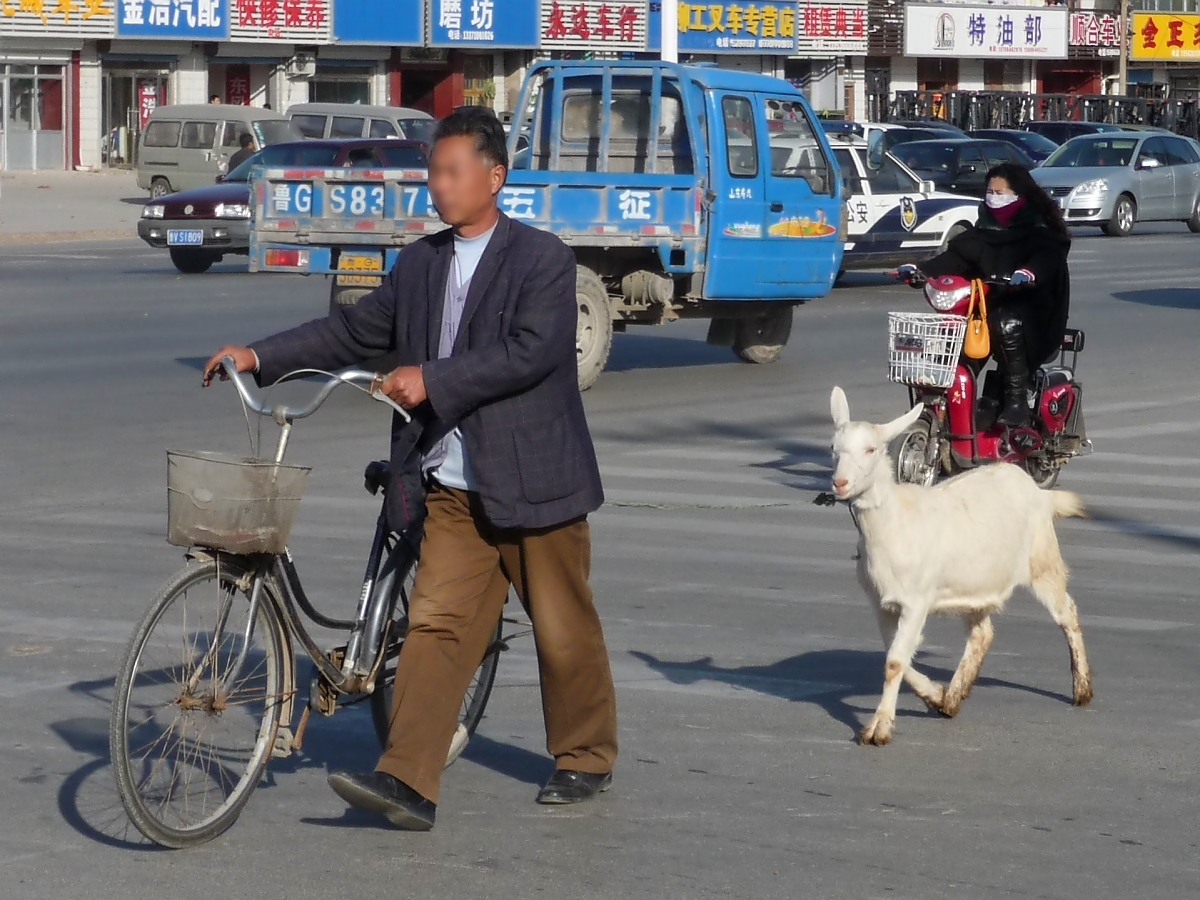 Wer sein Fahrrad - und seine Ziege - liebt, der schiebt...

Shouguang, 13.11.11