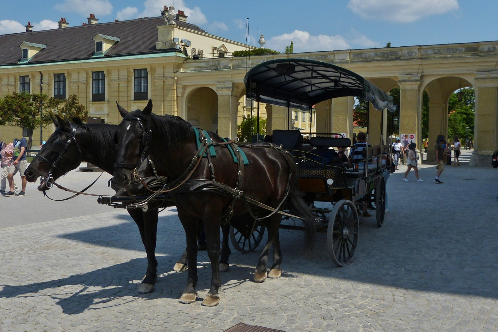 Dieses Pferdegespann wartet geduldig vor dem Schloss Schönbrunn darauf die nächste Gruppe Besucher gemütlich durch die Anlage zu fahren. 06.2022