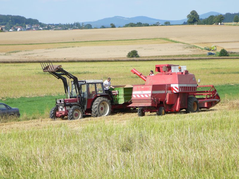 Der Korntank des MF 186 wird auf den bereitgestellten Anhnger entleert, gesehen in der Gemarkung von Fulda-Dietershan im Juli 2009.
