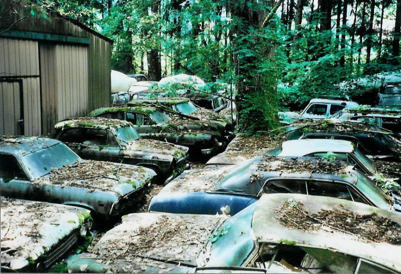 Historischer Autofriedhof Grbetal, Kaufdorf: Schn in Reih und Glied und bedeckt mit Laub stehen diese Autos im Wald. Am 27. Juli 2008