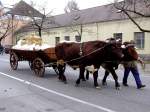 Malz u. Hopfen werden auf dem alten Wagen mittels 2 Ochsen anlsslich des Rieder-Pferdemarktes durch die Stadt gezogen; 130402