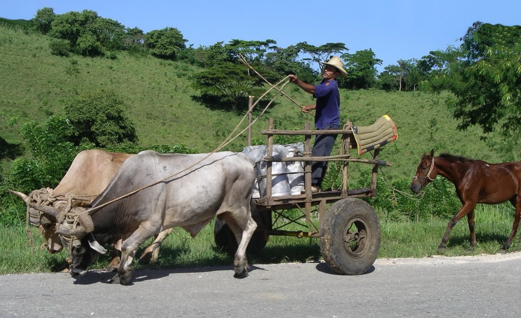 Dieser Milchkutscher setzt auf Ochsenantrieb. Das Pferd darf hinterherzockeln.
Auf Kuba fehlt es allenthalben an Transportmglichkeiten. 
Kutschen sind daher auf Kuba ein bliches Fortbewegungsmittel.
Sierra Maestra, Kuba.
09-2003