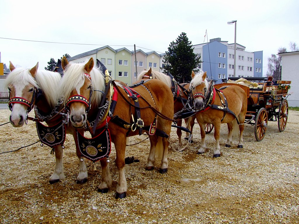 Haflinger-Vierergespann wartet auf den Einsatz zum Rieder-Pferdemarkt2013; 130402
