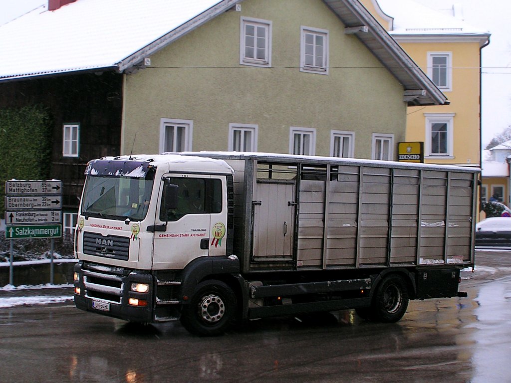MAN_TGA18.360 mit Groviehtransportaufbau ist auf der Salznassen Strae Richtung Salzkammergut unterwegs;091221