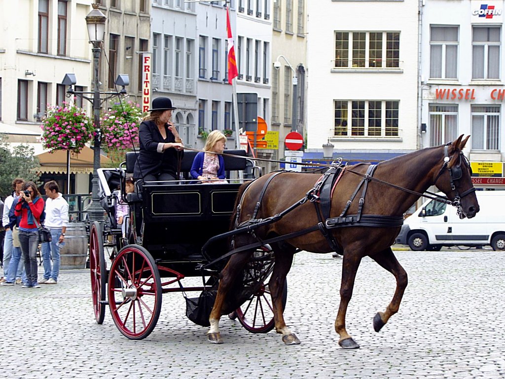 Pferdekutschen-Stadtrundfahrt in Antwerpen;110831