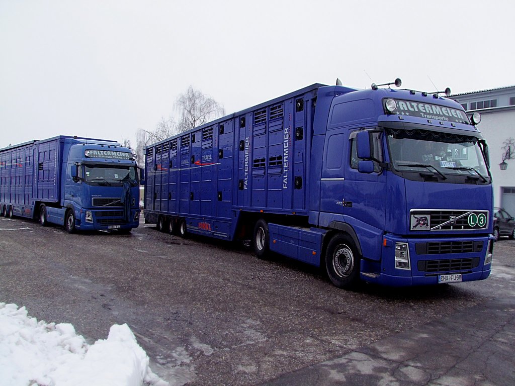 VOLVO-480 verlassen im  Doppelpack  mit hochwertigen Rindern die Fleckviehstallungen in Ried i.I. Richtung Frankreich;100205