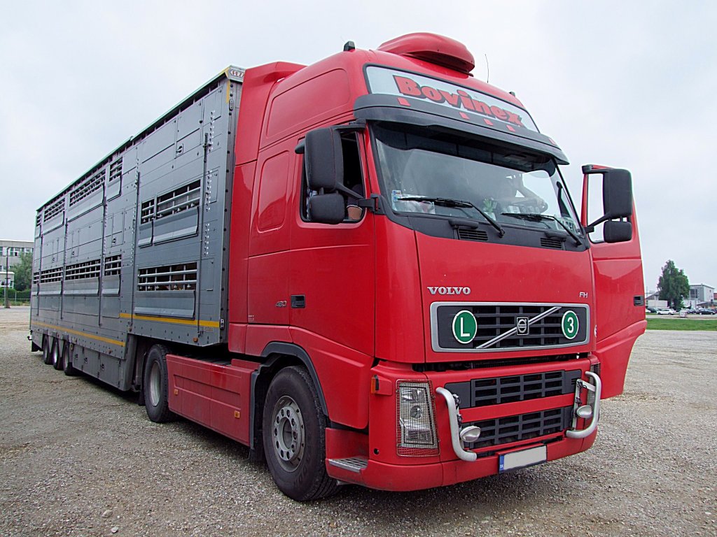 VOLVO-FH480, wenige Minuten vor Abfahrt mit den beladenen Rindern zum Export in die Trkei;110609