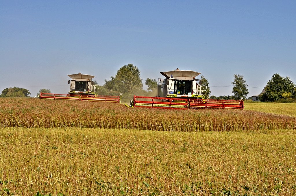 zweimal die volle Breite, Claas Lexion 600 auf Rgen bei Grahlefhr am 20.08.09