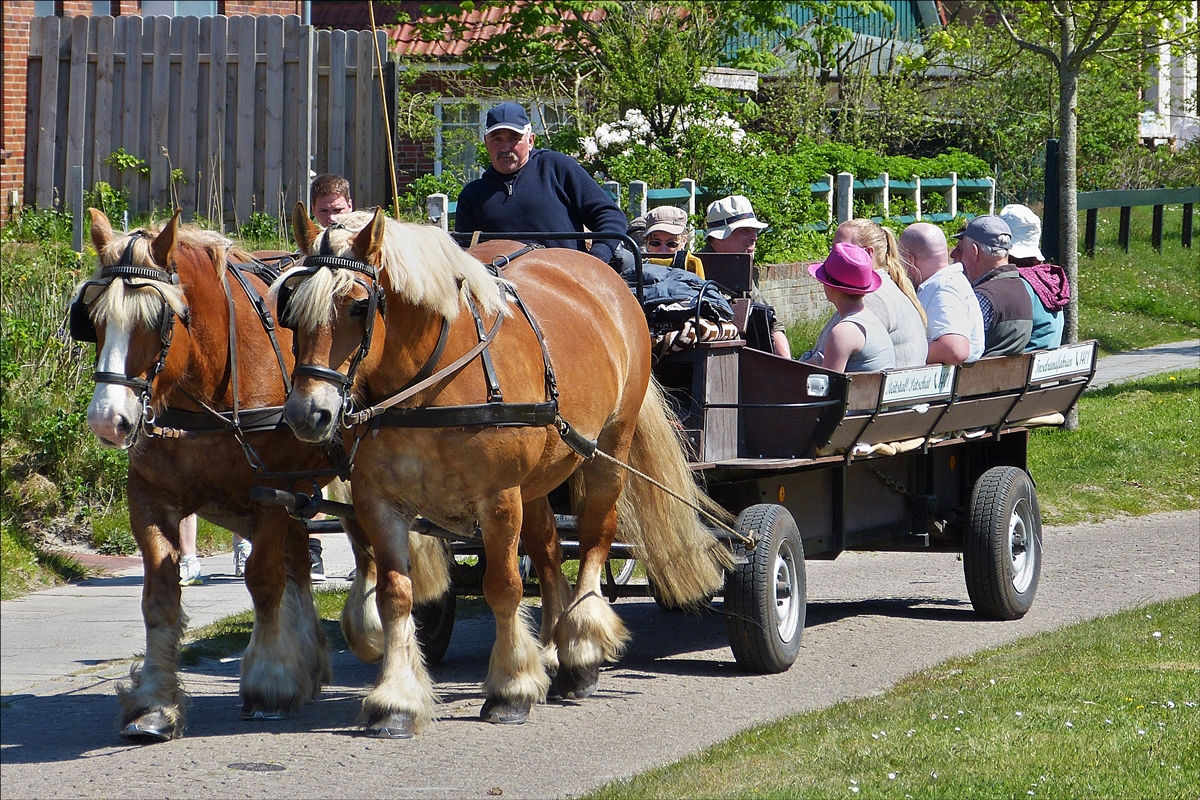 . Bei der Inselrundfahrt auf der Insel Spiekeroog geht es mit diesem Pferdegespann gemächlich zu.  07.05.2016