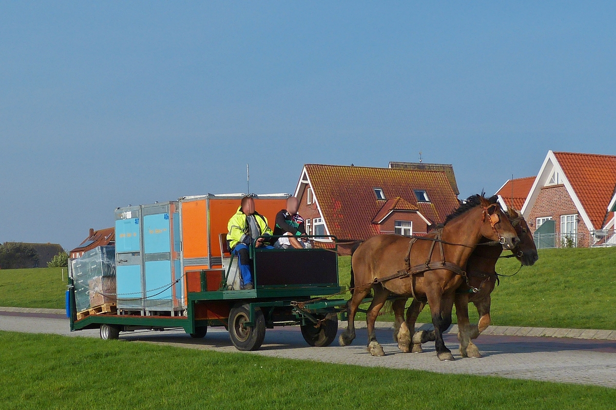 . Dieses 2 PS Pferdegespann hat auf der Insel Baltrum, etwas mehr zu schlepppen mit dem gut beladenen Hnger.  06.10.2014