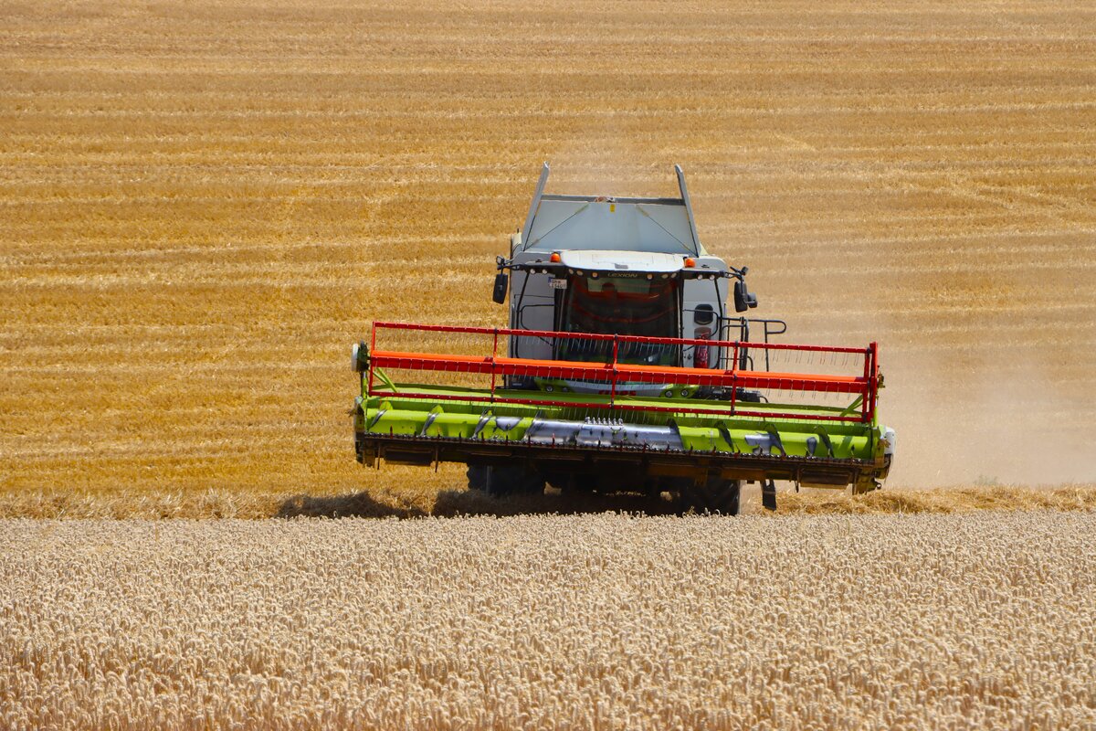 Claas Lexion 5400 am 14.07.26 bei Frankfurt Bergen-Enkheim beim Weizen Dreschen