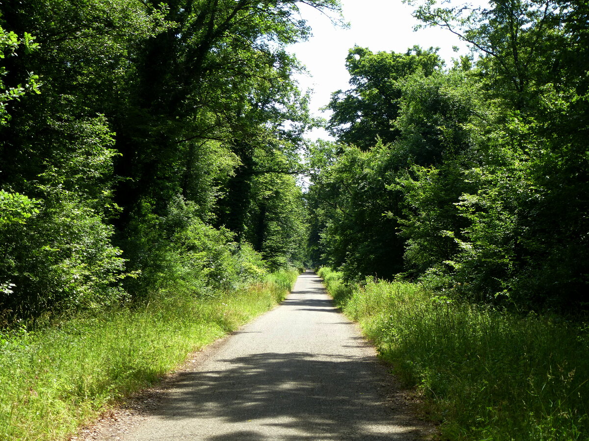 der Radweg zwischen Battenheim und Bantzenheim im Oberelsaß führt kilometerweit durch dichten Wald, Juni 2015