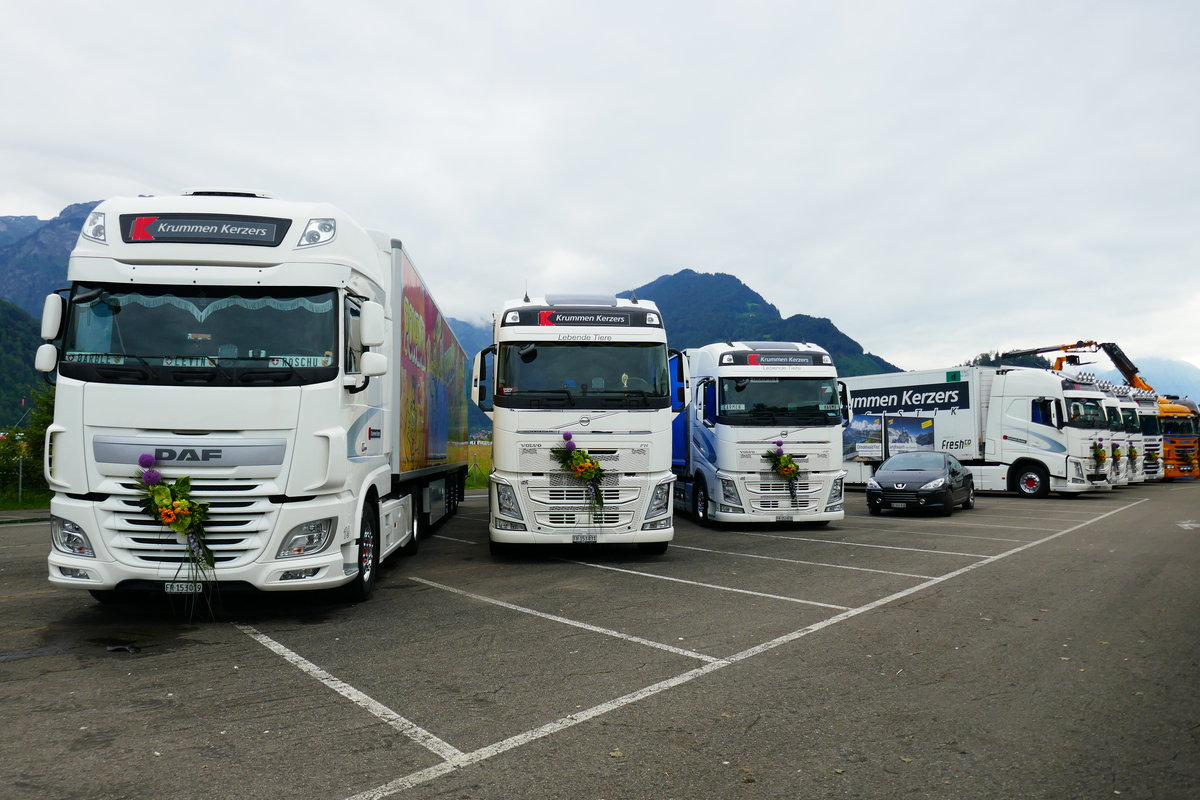 Ein DAF und mehrere Volvo von Krummen Kerzers am 26.6.16 beim Trucker Festival Interlaken.