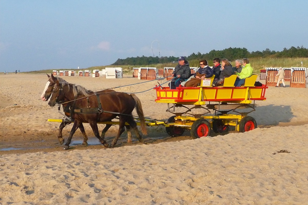 Eine Pferdekutsche macht sich auf den Weg zur Insel Neuwerk; Sahlenburg, 11.9.2015