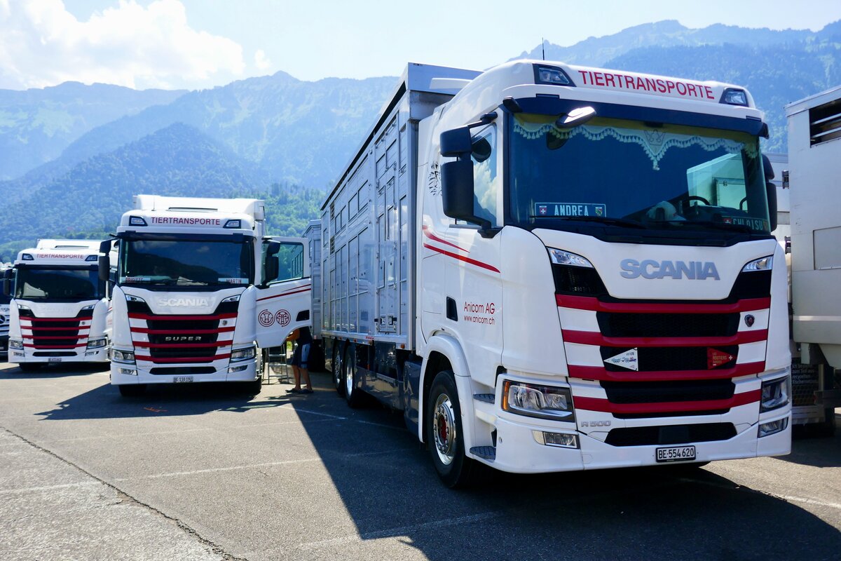 Mehrere Scania Viehtransporter von Anicom am 27.6.26 beim Trucker Festival Interlaken.