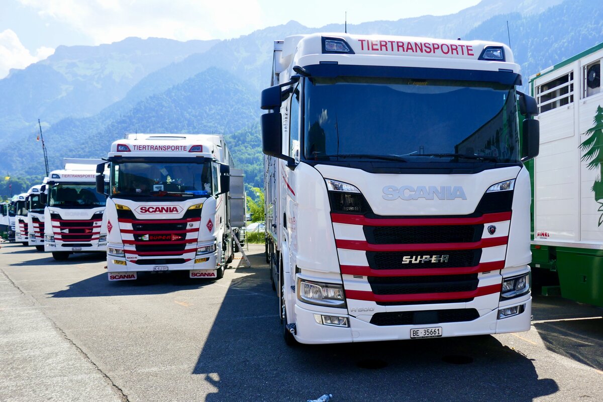 Mehrere Scania Viehtransporter von Anicom am 27.6.26 beim Trucker Festival Interlaken.