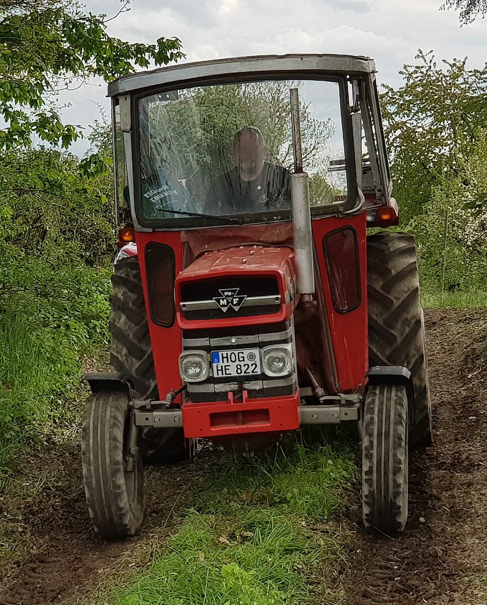 =MF rollt auf den Ausstellerparkplatz bei der Oldtimerausstellung der Traktorfreunde Wiershausen am Klostergut Hilwartshausen, 05-2023