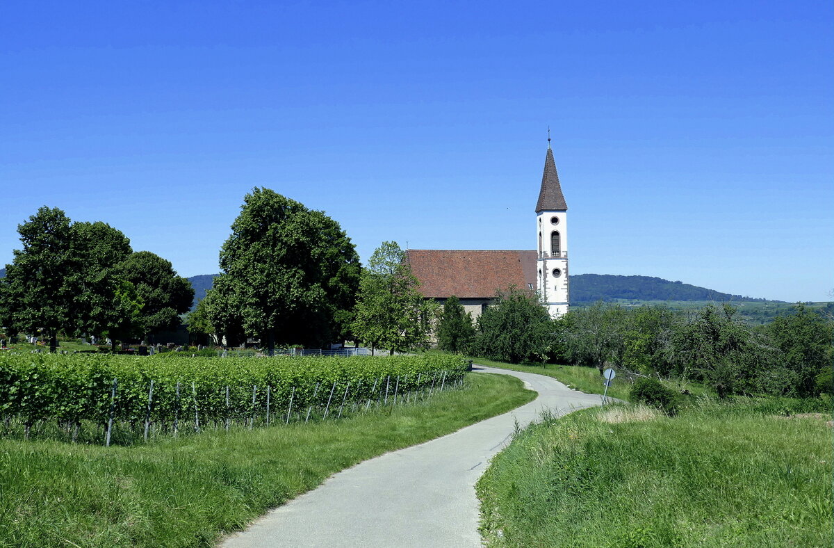Radweg auf dem Marchhügel, mit der Bergkirche Nimburg im Hintergrund, Juni 2020