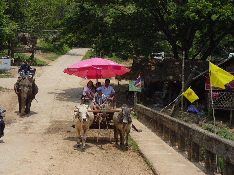 Eine Kutsche der nicht alltglichen Art: eine Ochsenkarrenkutsche. Gesehen in der Nhe von Chiang Mai/Thailand am 09.05.2008 