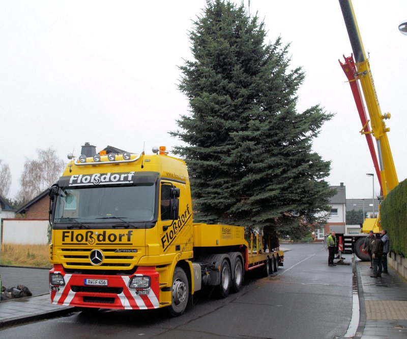 Mercedes Actros Schwerlasttransporter beim Verladen und Transport eines Weihnachtsbaumes von EU-Flamersheim nach Bad Godesberg am 24.11.2008. 
