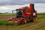 Maschinenring Wetterau Holmer Terra DOS T3 im Oktober beim Rüben Roden bei Florstadt