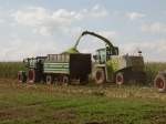 Ein Fendt Traktor und ein Claas Jaguar Maishäcksler auf einen Maintaler Feld am 27.08.09