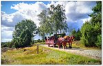 Kutsche in der Lüneburger Heide, Stopp auf dem Weg nach Wilsede, August 2016