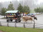 Statt PS unterwegs mit KS  2 Kühe mit Planwagen ( Kutsche) unterwegs bei Waldegg/Teufen am 02.04.2016