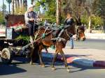 Marokko, Marrakesch, Pferdegespann in der Oqba Ben Nafaa Strasse.