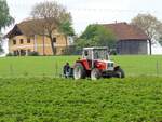 STEYR-8090-Turbo, verrichtet mit seiner Leistung von 80PS in einem blühenden BIO-Erdbeerfeld Erntevorbereitungen; 230514