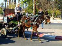 Marokko, Marrakesch, Pferdegespann in der Oqba Ben Nafaa Strasse. 28.12.2014