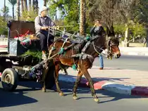 Marokko, Marrakesch, Pferdegespann in der Oqba Ben Nafaa Strasse. 28.12.2014