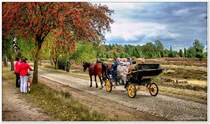 Mit der Kutsche durch die Lüneburger Heide bei Wilsede, im Sommer 2009