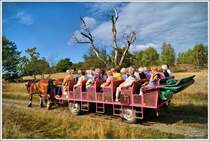 Gemütliche Kutschfahrt durch die Heide von Oberhaverbeck & Niederhaverbeck, im September 2014.