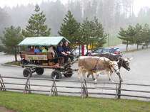 Statt PS unterwegs mit KS  2 Kühe mit Planwagen ( Kutsche) unterwegs bei Waldegg/Teufen am 02.04.2016