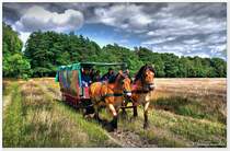 Kutsche in der Lüneburger Heide bei Oberhaverbeck, Anfang Juli 2016