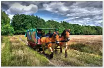 Kutsche in der Lüneburger Heide bei Oberhaverbeck, Anfang Juli 2016