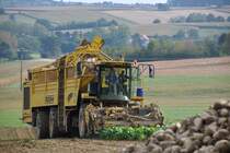 Automatische Ernte von Zuckerrüben bei Merkwiller-Pechelbronn (Bas-Rhin / Elsass) mittels ROPA euro-Tiger Rübenroder = Rübenvollernter = Köpfrodebunker im Hundegang (Vorder- und Hinterachsen laufen dabei versetzt zueinander) zur Schonung des Ackers (23.09.2012)