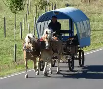 =Haflingergespann unterwegs in Hünfeld-Großenbach im September 2018