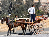Für die Touristen. Unterwegs mit Pferd und Wagen. (Gizeh, Dezember 2018)