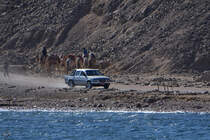 Ein Pick Up von Isuzu Mitte Dezember 2018 auf der Sinai-Halbinsel.