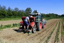 Fendt Allradschlepper mit Pflanzmaschine beim Aussetzen von Blumenzwiebeln, gesehen in der Rheinebene, Juni 2019 