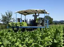 selbstfahrende Tabakerntemaschine bei der Arbeit, Markgräflerland im Aug.2019
